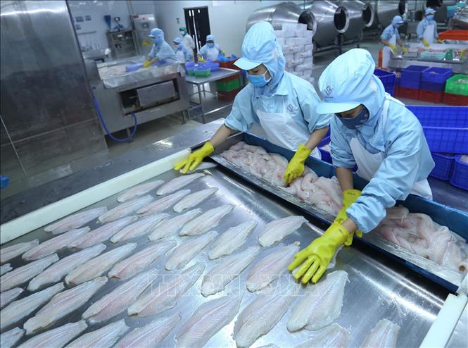 Trong ảnh: Cấp đông cá tra xuất khẩu trước khi đóng gói tại nhà máy của Công ty. Ảnh: Vũ Sinh - TTXVN
