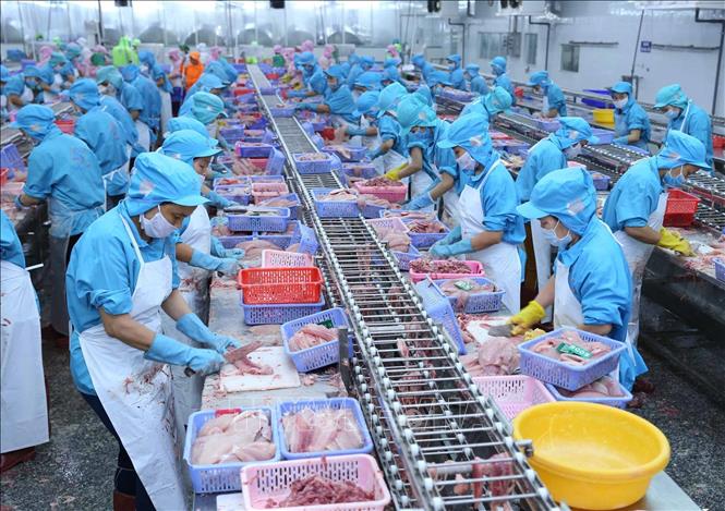Trong ảnh: Dây chuyền chế biến cá tra xuất khẩu tại nhà máy của Công ty. Ảnh: Vũ Sinh - TTXVN
