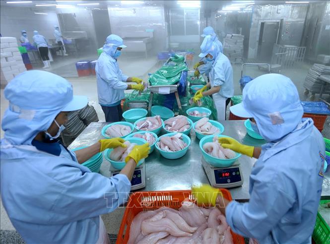 Trong ảnh: Đóng gói sản phẩm cá tra xuất khẩu tại nhà máy của Công ty. Ảnh: Vũ Sinh - TTXVN