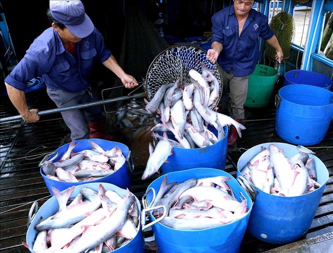 Trong ảnh: Vận chuyển nguyên liệu cá tra vào nhà máy chế biến. Ảnh: Vũ Sinh - TTXVN