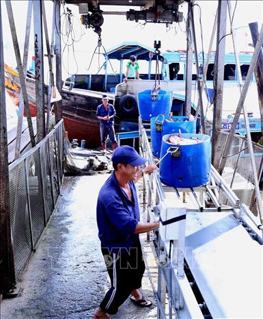 Trong ảnh: Vận chuyển nguyên liệu cá tra vào nhà máy chế biến. Ảnh: Vũ Sinh - TTXVN