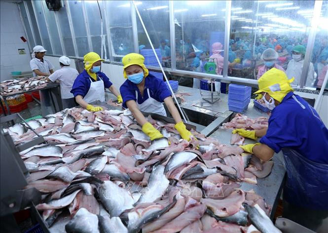 Trong ảnh: Chế biến cá tra xuất khẩu tại nhà máy của Công ty. Ảnh: Vũ Sinh - TTXVN
