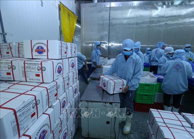 Trong ảnh: Đóng gói sản phẩm cá tra xuất khẩu tại nhà máy của Công ty. Ảnh: Vũ Sinh - TTXVN