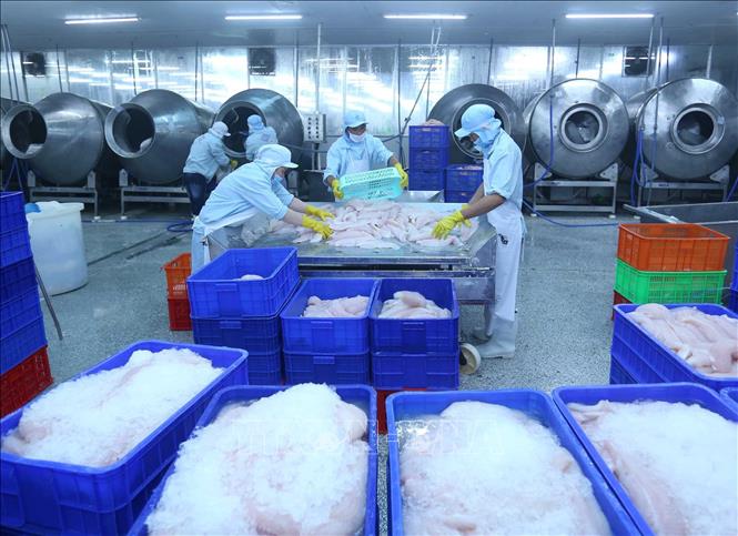Trong ảnh: Chế biến cá tra xuất khẩu tại nhà máy của Công ty. Ảnh: Vũ Sinh - TTXVN