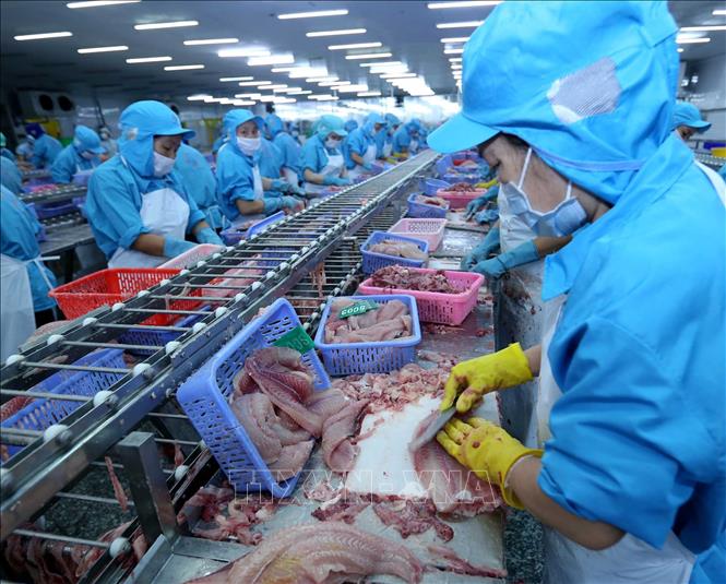 Trong ảnh: Dây chuyền chế biến cá tra xuất khẩu tại nhà máy của Công ty. Ảnh: Vũ Sinh - TTXVN