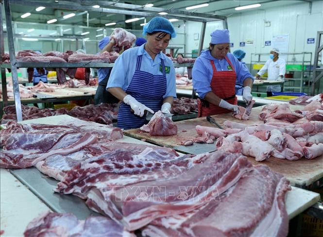 Trong ảnh: Thịt lợn được chế biến trên bàn chuyên dụng tại nhà máy của Công ty. Ảnh: Vũ Sinh - TTXVN