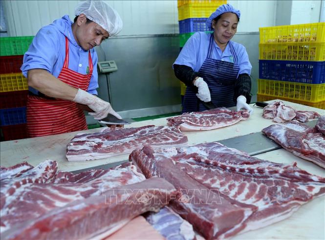 Trong ảnh: Thịt lợn được chế biến trên bàn chuyên dụng tại nhà máy của Công ty. Ảnh: Vũ Sinh - TTXVN