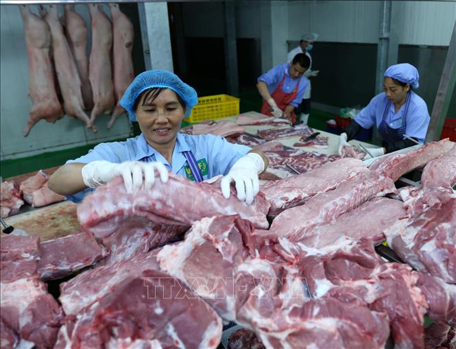 Trong ảnh: Thịt lợn được chế biến trên bàn chuyên dụng và để trên giá làm mát tự nhiên trước khi đưa vào bảo quản lạnh trong kho tại nhà máy của Công ty. Ảnh: Vũ Sinh - TTXVN
