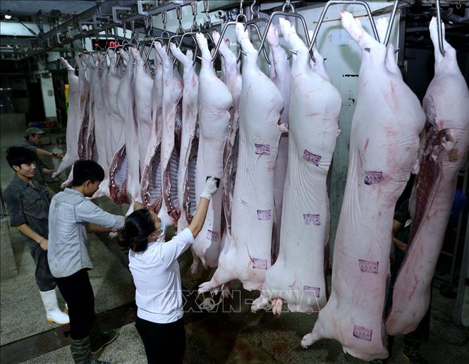 Trong ảnh: Nhân viên Thú y đóng dấu kiểm dịch lên sản phẩm thịt lợn tại nhà máy của Công ty. Ảnh: Vũ Sinh - TTXVN