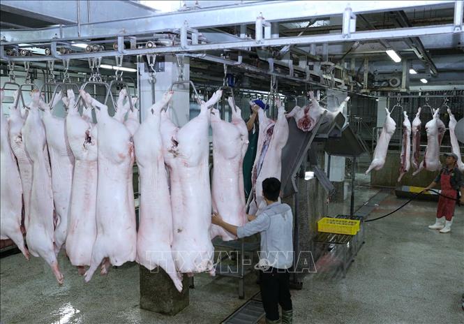 Trong ảnh: Dây chuyền giết mổ lợn tại nhà máy của Công ty Vinh Anh. Ảnh: Vũ Sinh - TTXVN