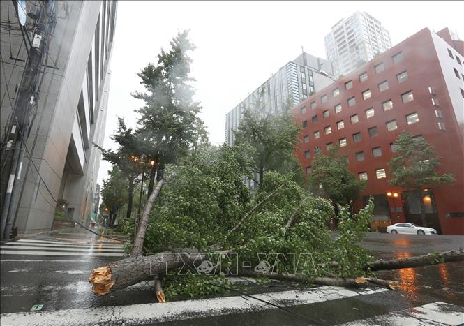 Trong ảnh: Cây cối bị gió quật đổ sau khi bão Jebi đổ bộ vào Osaka, Nhật Bản ngày 4/9. Ảnh: AFP/TTXVN