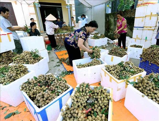 Định hướng sản xuất và tiêu thụ sản phẩm nhãn lồng Hưng Yên - Ảnh thời sự trong nước - Kinh tế - Thông tấn xã Việt Nam (TTXVN)