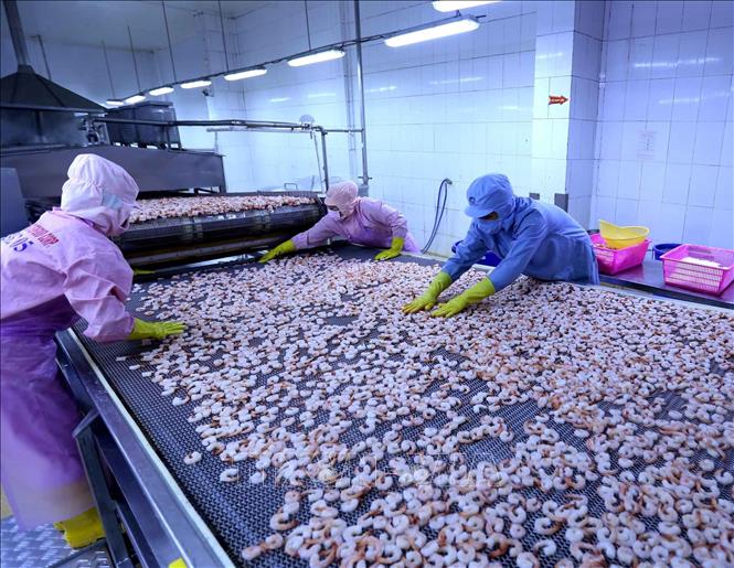 Trong ảnh: Cấp đông sản phẩm tôm hấp chín xuất khẩu tại nhà máy của Công ty. Ảnh: Vũ Sinh - TTXVN