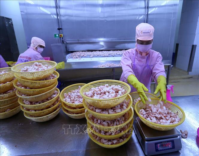 Trong ảnh: Đóng gói sản phẩm tôm hấp chín xuất khẩu tại nhà máy của Công ty. Ảnh: Vũ Sinh - TTXVN