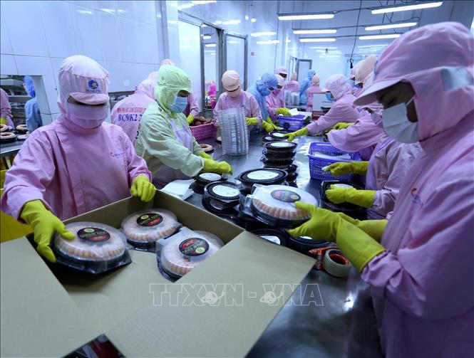 Trong ảnh: Đóng gói sản phẩm tôm hấp chín xuất khẩu tại nhà máy của Công ty. Ảnh: Vũ Sinh - TTXVN