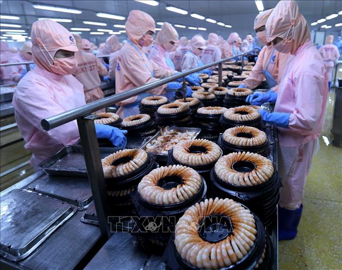 Trong ảnh: Dây chuyền chế biến sản phẩm tôm hấp chín xuất khẩu tại nhà máy của Công ty. Ảnh: Vũ Sinh - TTXVN