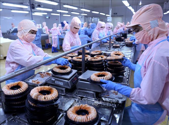 Trong ảnh: Đóng gói sản phẩm tôm hấp chín xuất khẩu tại nhà máy của Công ty. Ảnh: Vũ Sinh - TTXVN