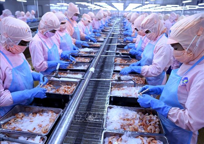 Trong ảnh: Dây chuyền chế biến sản phẩm tôm hấp chín xuất khẩu tại nhà máy của Công ty. Ảnh: Vũ Sinh - TTXVN