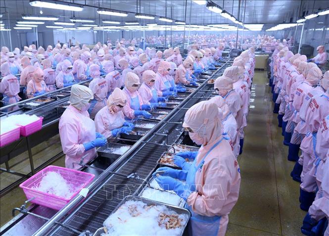 Trong ảnh: Dây chuyền chế biến sản phẩm tôm hấp chín xuất khẩu tại nhà máy của Công ty. Ảnh: Vũ Sinh - TTXVN