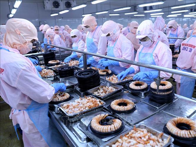 Trong ảnh: Dây chuyền chế biến sản phẩm tôm hấp chín xuất khẩu tại nhà máy của Công ty. Ảnh: Vũ Sinh - TTXVN