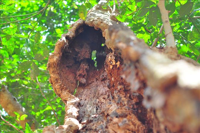 Trong ảnh: Thân cao su bị mối mọt, sâu bệnh tấn công. Ảnh: Công Phong - TTXVN