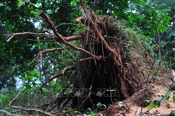 Trong ảnh: Một gốc cao su hơn trăm tuổi bị gió quật đổ. Ảnh: Công Phong - TTXVN