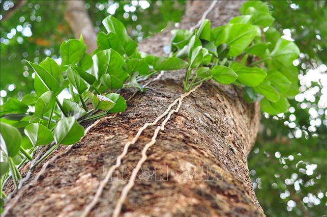 Trong ảnh: Những cây dây leo phát triển xanh tốt nhờ bám vào thân cây cao su già cỗi. Ảnh: Công Phong - TTXVN