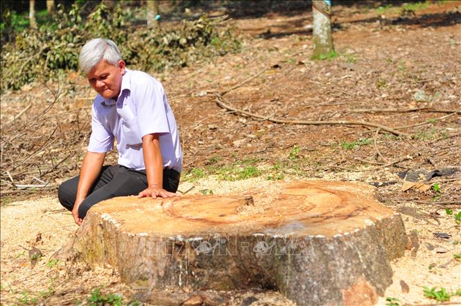 Trong ảnh: Ông Lê Văn Phúc, cán bộ Nông trường cao su Dầu Giây tiếc nuối khi một gốc cây cao su già bị gãy đổ, phải cưa tận gốc. Ảnh: Công Phong - TTXVN