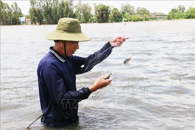 Trong ảnh: Ông Nguyễn Văn Đởi tranh thủ mùa nước nổi thả lưới bắt cá rô trên cánh đồng xã Vĩnh Gia, huyện Tri Tôn, để kiếm thêm thu nhập. Ảnh: Công Mạo-TTXVN