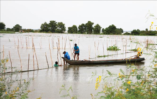 Trong ảnh: Anh Nguyễn Văn Thành, ở xã Phú Hữu, huyện An Phú chuẩn bị thả đáy bắt cá linh trên đồng. Ảnh: Công Mạo-TTXVN