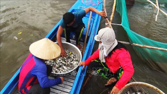 Trong ảnh: Thua mua cá của người dân đánh bắt được trên cánh đồng ấp Phú Hiệp, xã Phú Hữu, huyện An Phú. Ảnh: Công Mạo-TTXVN