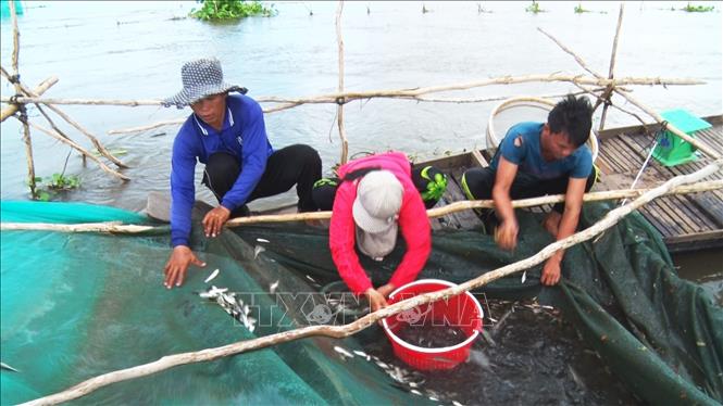 Trong ảnh: Vợ chồng anh Nguyễn Văn Bình (trái) ở xã Phú Hữu, huyện An Phú thua mua cá của người dân. Ảnh: Công Mạo-TTXVN