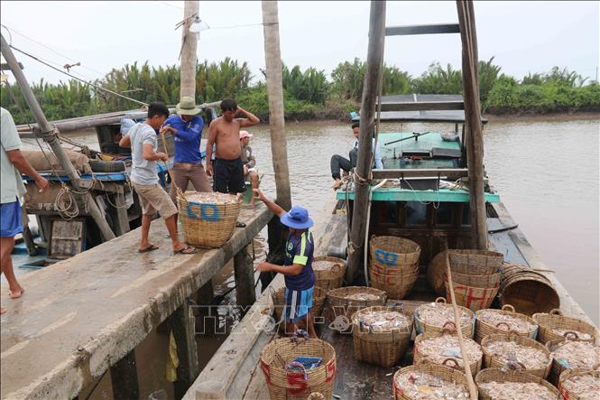 Trong ảnh: Tôm cá được đưa vào bờ để đưa đến các cơ sở chế biến. Ảnh: Phúc Sơn - TTXVN