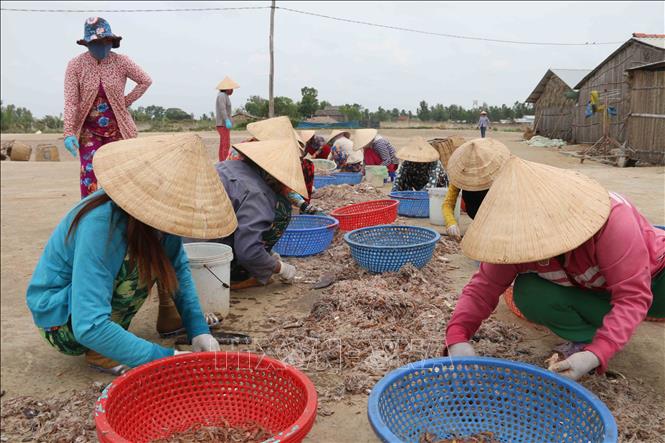Trong ảnh: Lựa tôm cá trước khi sơ chế. Ảnh: Phúc Sơn - TTXVN
