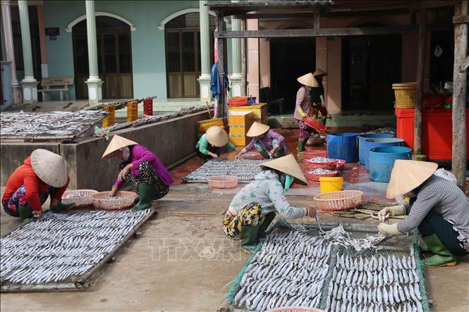 Trong ảnh: Cá được sơ chế rồi đem phơi khô. Ảnh: Phúc Sơn - TTXVN
