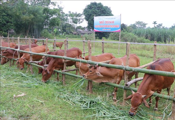 Chọn Giống Mẹ Phép Lai Kinh Tế: Bí Quyết Nâng Cao Năng Suất Chăn Nuôi
