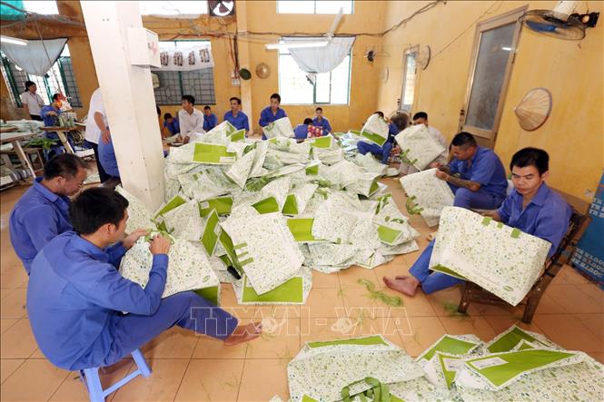 Trong ảnh:  Các học viên cai nghiện tại Cơ sở cai nghiện ma túy số 1 Hà Nội lao động trị liệu tại Cơ sở. Ảnh: Anh Tuấn – TTXVN
