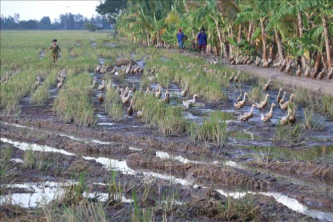 Trong ảnh: Đàn vịt đẻ của hộ anh Nguyễn Văn Thạch ở xã Tân Mỹ, huyện Thanh Bình, tỉnh Đồng Tháp. Ảnh: Nguyễn Văn Trí - TTXVN