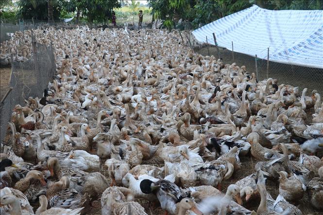 Trong ảnh: Đàn vịt đẻ của hộ anh Nguyễn Văn Thạch ở xã Tân Mỹ, huyện Thanh Bình, tỉnh Đồng Tháp. Ảnh: Nguyễn Văn Trí - TTXVN