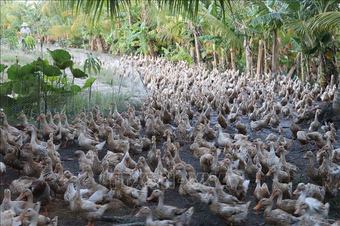 Trong ảnh: Đàn vịt đẻ của hộ anh Nguyễn Văn Thạch ở xã Tân Mỹ, huyện Thanh Bình, tỉnh Đồng Tháp. Ảnh: Nguyễn Văn Trí - TTXVN