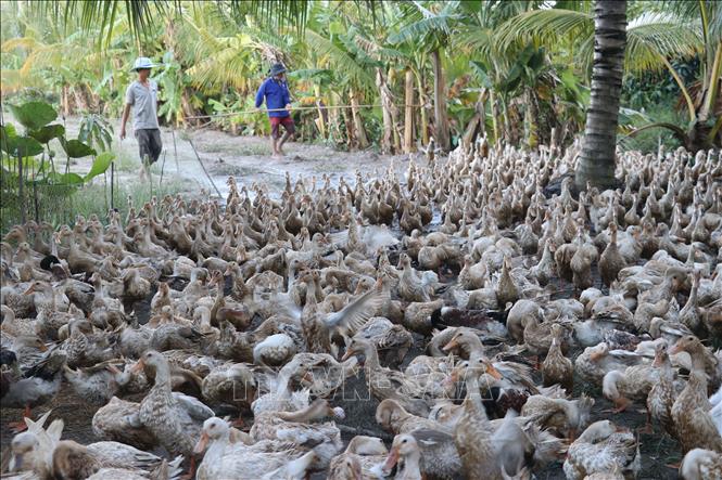 Trong ảnh: Đàn vịt đẻ của hộ anh Nguyễn Văn Thạch ở xã Tân Mỹ, huyện Thanh Bình, tỉnh Đồng Tháp. Ảnh: Nguyễn Văn Trí - TTXVN