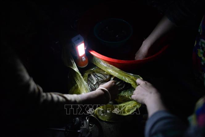 Trong ảnh: Cá chạch bùn tự nhiên được người dân làm nghề chài lưới đưa lên chợ. Ảnh: Anh Đức – TTXVN.