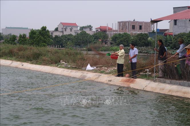 Trong ảnh: Hội viên Hợp tác xã nuôi trồng thuỷ sản xã Đoàn Kết chăm sóc cá. Ảnh: Hiền Anh-TTXVN