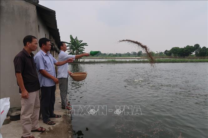 Trong ảnh: Hội viên thuộc Hợp tác xã nuôi trồng thuỷ sản xã Đoàn Kết chăm sóc cá. Ảnh: Hiền Anh-TTXVN