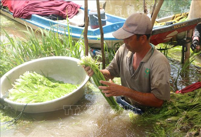 Trong ảnh: Anh Trần Văn Ngang (xã Tân Tập, huyện Mộc Hóa) nhặt hẹ nước vừa mới nhổ để chuẩn bị bán cho thương lái. Ảnh: Bùi Giang - TTXVN