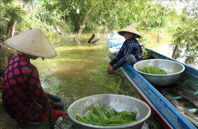Trong ảnh: Hẹ nước là loại cây đặc sản trong mùa nước nổi của tỉnh Long An, có thể giúp người dân thu nhập từ 500 - 700 nghìn đồng/ngày. Ảnh: Bùi Giang - TTXVN