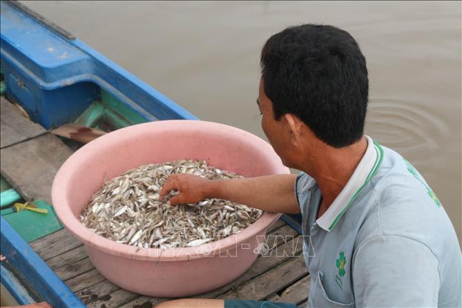 Trong ảnh: Mẻ cá mà anh Minh (xã Vĩnh Trị, huyện Vĩnh Hưng) vừa đánh bắt được. Ảnh: Bùi Giang - TTXVN