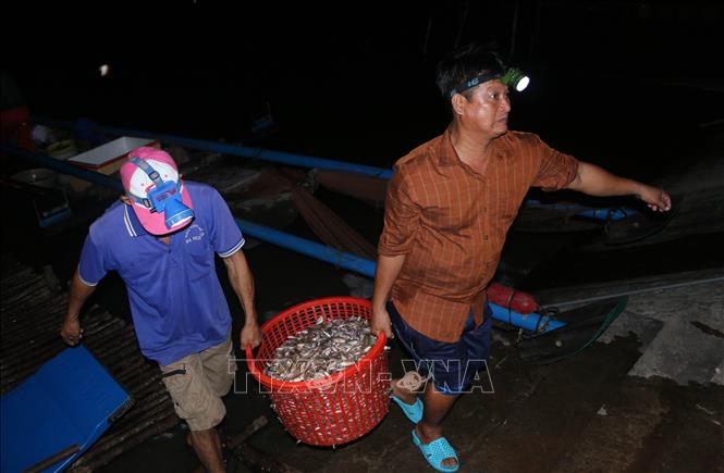 Trong ảnh: Người dân mang cá ra bán cho các thương lái ở chợ cá huyện Vĩnh Hưng. Ảnh: Bùi Giang - TTXVN