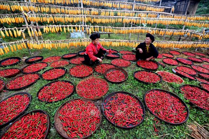 Trong ảnh: Người dân phơi ớt trong Lễ hội mùa màng tại Quế Lâm, Khu tự trị dân tộc Choang Quảng Tây, Trung Quốc ngày 23/9/2018. Ảnh: THX/ TTXVN