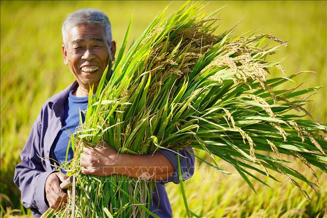 Trong ảnh: Nụ cười thu hoạch mùa vàng của người nông dân trong Lễ hội mùa màng ở huyện Loan, tỉnh Hà Bắc, Trung Quốc ngày 23/9/2018. Ảnh: THX/ TTXVN